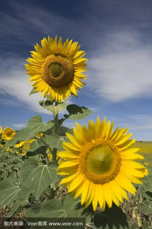 两个向日葵