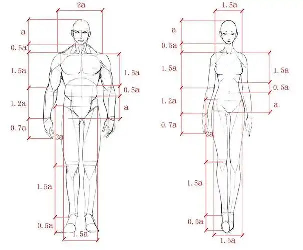 美术联考临近怎么快速练习人体比例
