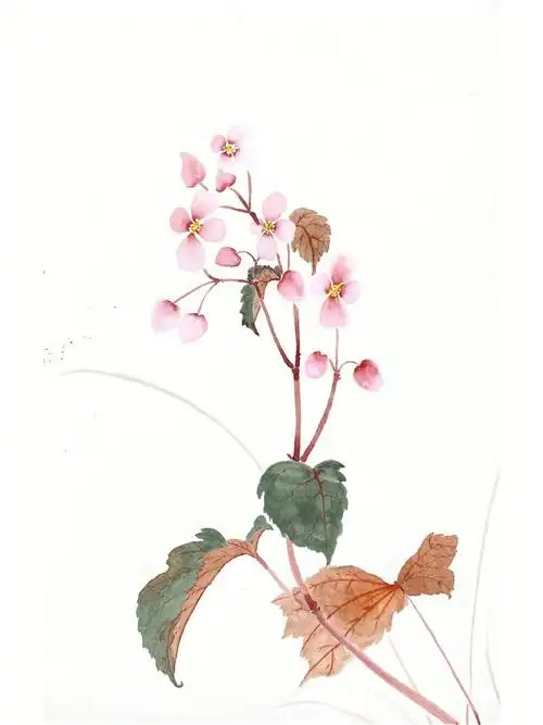 初学者挑战国画50幅650