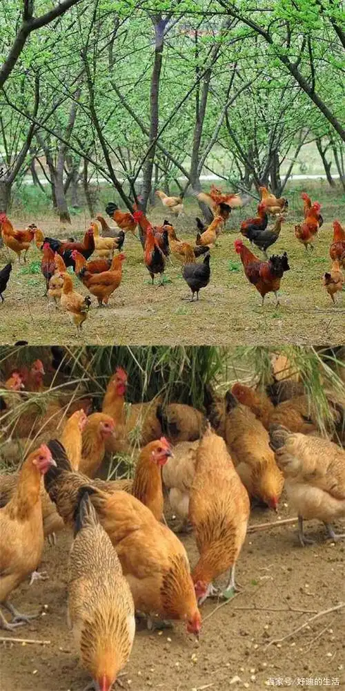 散养1000只土鸡,大概要多少钱!能赚多少钱!