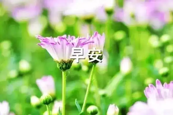 励志早安语录火爆朋友圈最漂亮早上好图片带字正能量送给自己