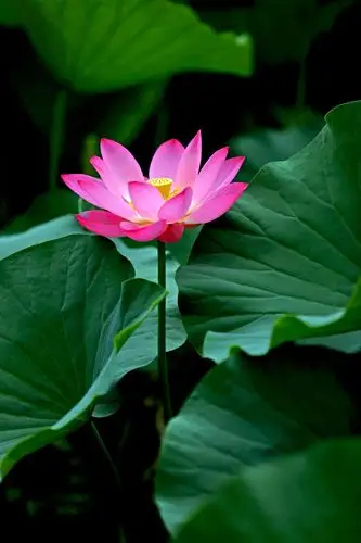 映日荷花别样红