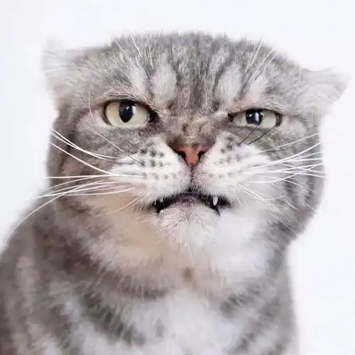 一只眼神自带杀气的猫咪,有点怕怕啊ins: grumpy coco