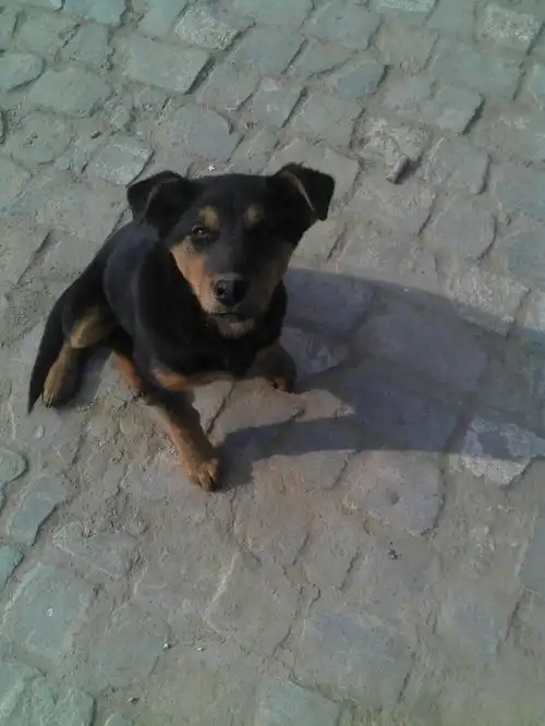 刚出生的小狼狗