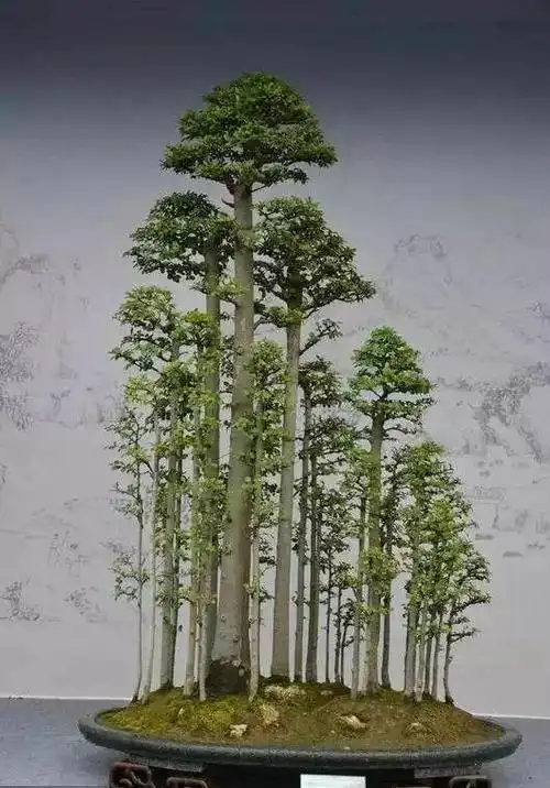 丛林盆景,院子里的小森林