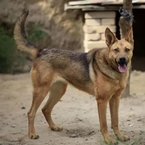 养了十多年的狼狗最近每天消失一小时,主人知道真相顿时痛哭流涕