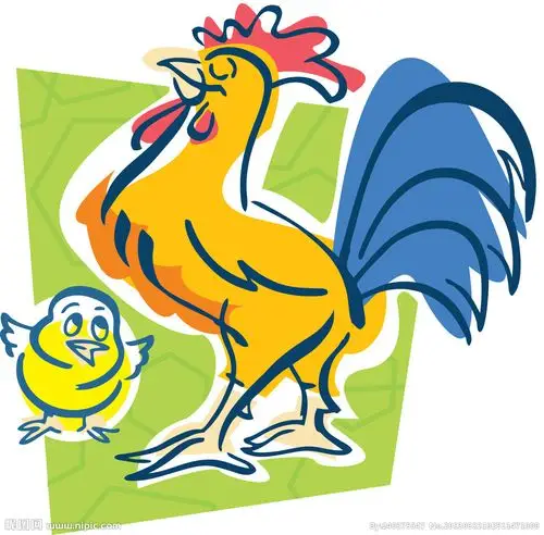 插画鸡图片