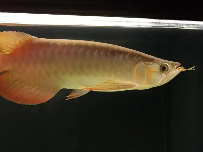 苍龙入缸快俩月 - 龙鱼玩家 - 龙鱼之巅