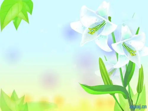 漂亮的白合花幻灯片背景图片 【小学教学设计网
