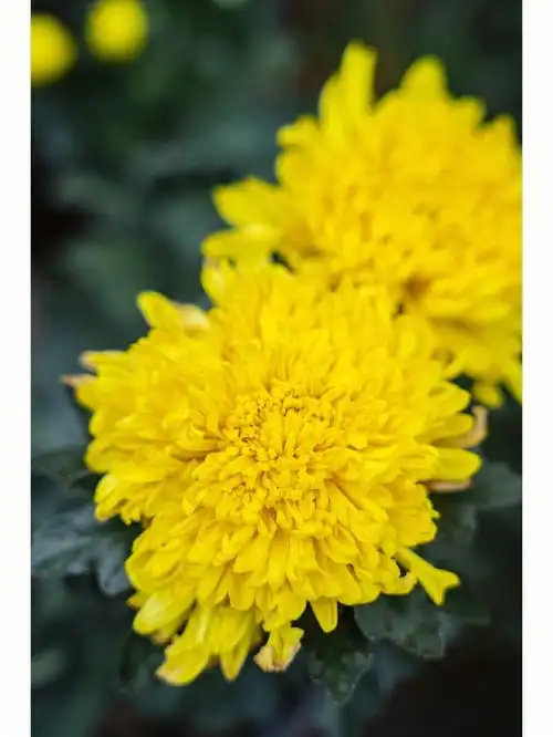 生命灿烂的魅力秋天的菊花真的很美