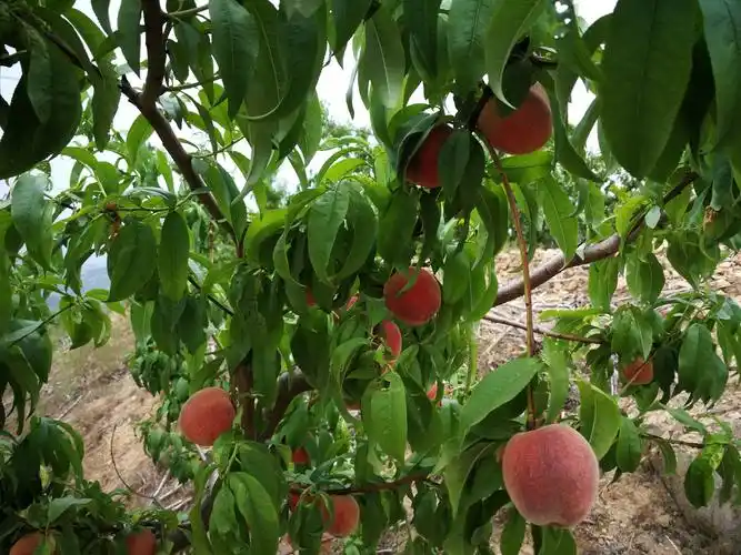 雨中穿越葫芦棚顶