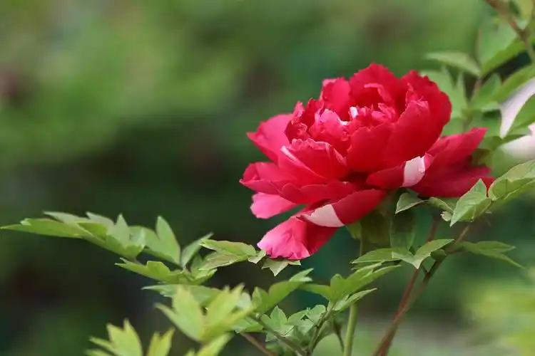 牡丹,是中国特有的木本名贵花卉,在国内栽培甚广,并早已引种到