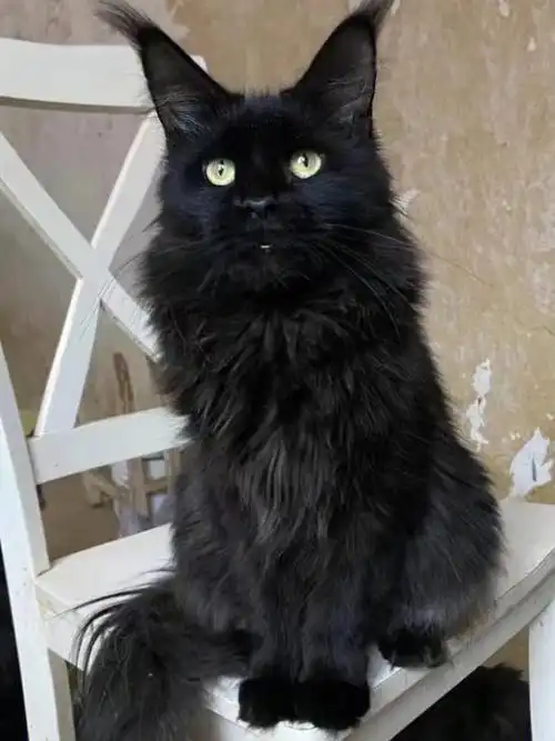 还有一只纯黑弟弟待售#缅因猫  #缅因猫舍  #缅因猫找家