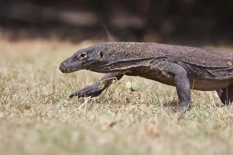 大,蜥蜴,科摩多巨蜥,林卡岛