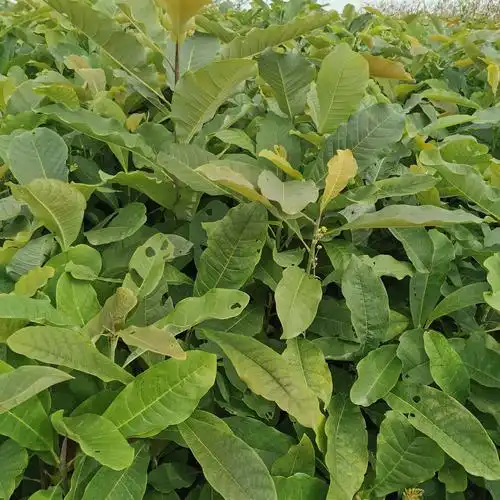 厚朴树苗湖北大量供应厚朴树苗价格低