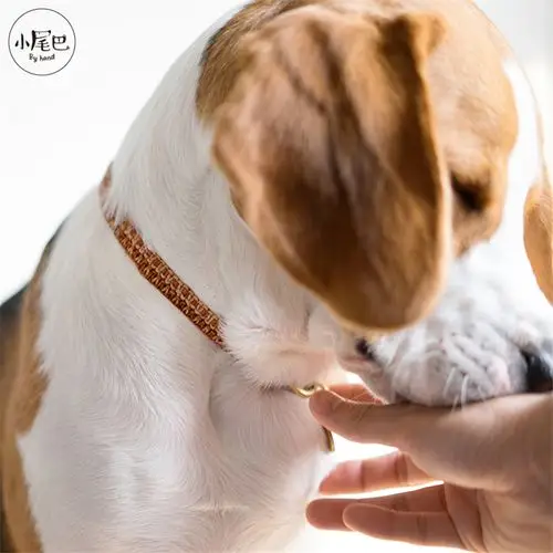 项圈狗狗白猪商店小尾巴身份定制刻字防丢定做挂饰