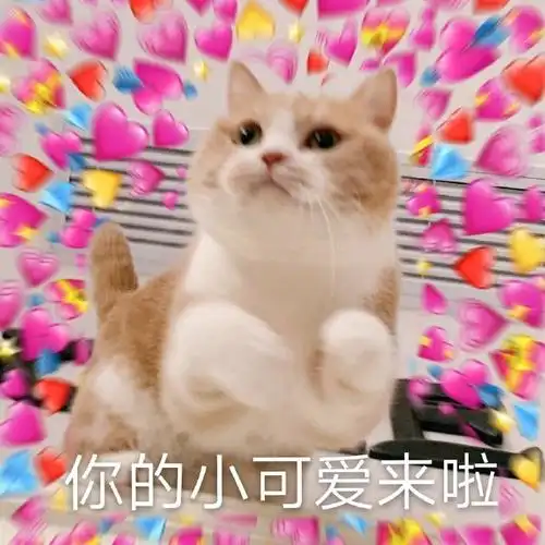 你的小可爱来啦猫咪表情包猫咪小可爱表情