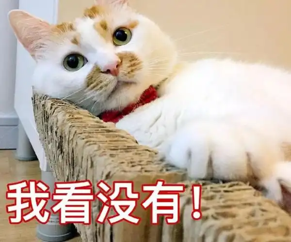 萌宠喵星人我看没有狡辩呆萌可爱gif动图_动态图_表情包下载_soogif