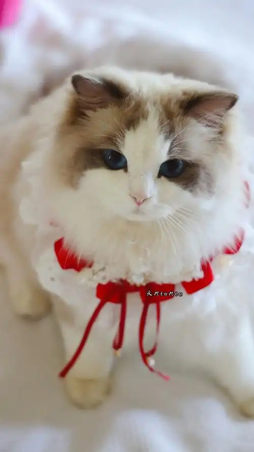 可爱漂亮猫咪手机壁纸