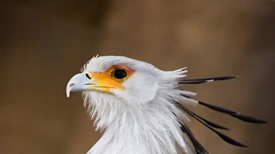 "秘书鸟"蛇鹫高清宽屏图片壁纸 _ 图片网