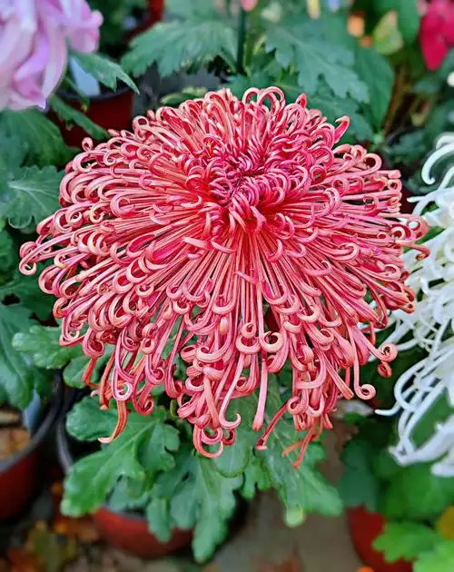 菊花盛放的姿态(存图)