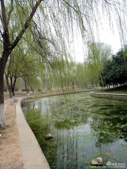 杨柳青青湖边垂 湖水潺潺柳枝摇