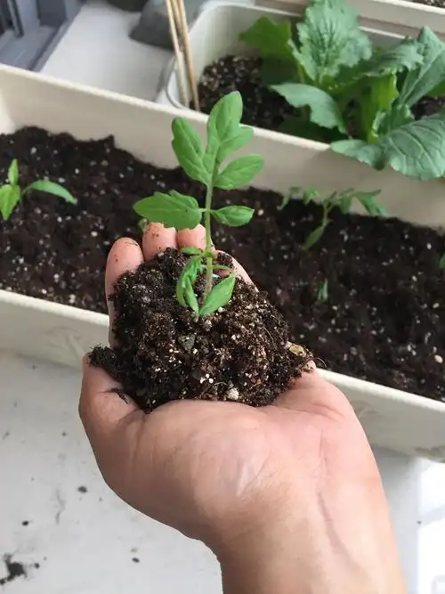 娇小的幼苗,当时真是too young,它也是,我也是