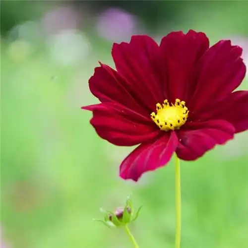 唯美格桑花头像图片 幸福生活和好运的美好愿望和感情_植物头像_头像