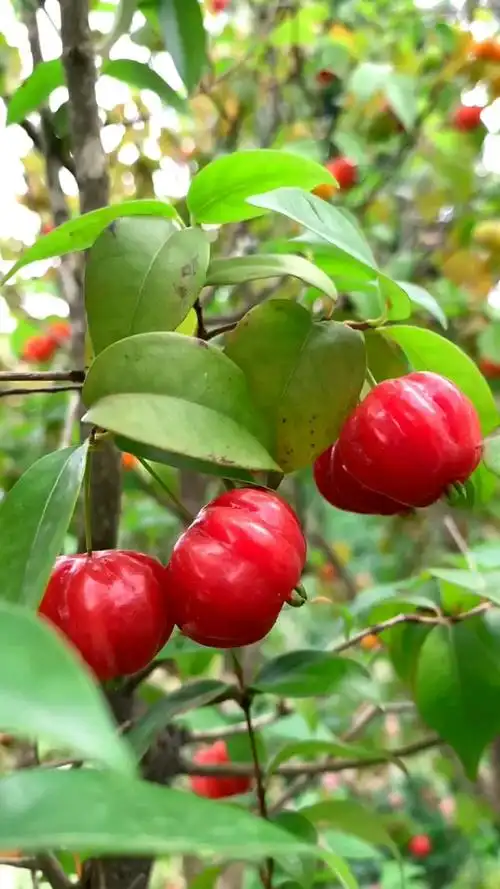 优质农产品#巴西红果吉祥灯笼果果实如红灯笼高高挂.-度小视