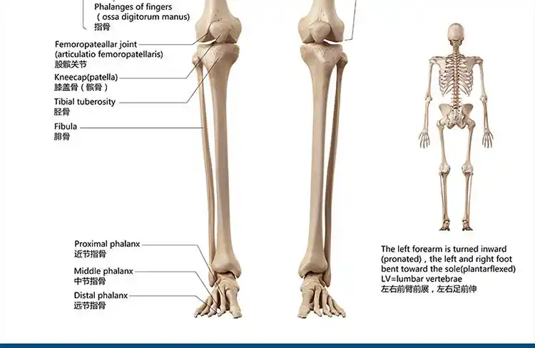 萝朗 标准人体骨骼图大挂图片全身高清人体骨骼结构图解剖图全身海报