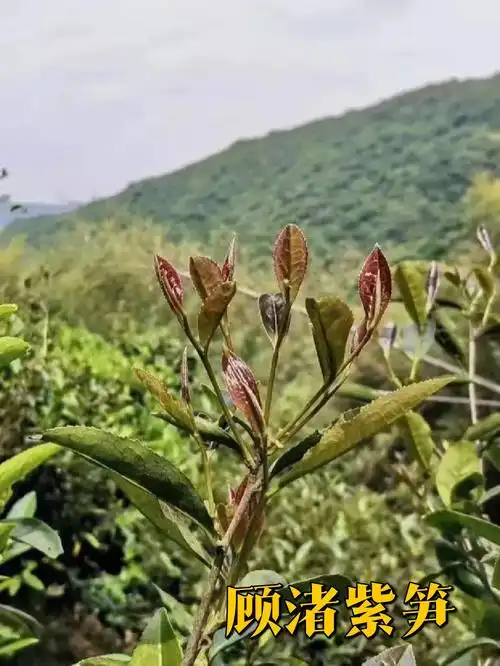 林下忌言对紫茶顾渚紫笋