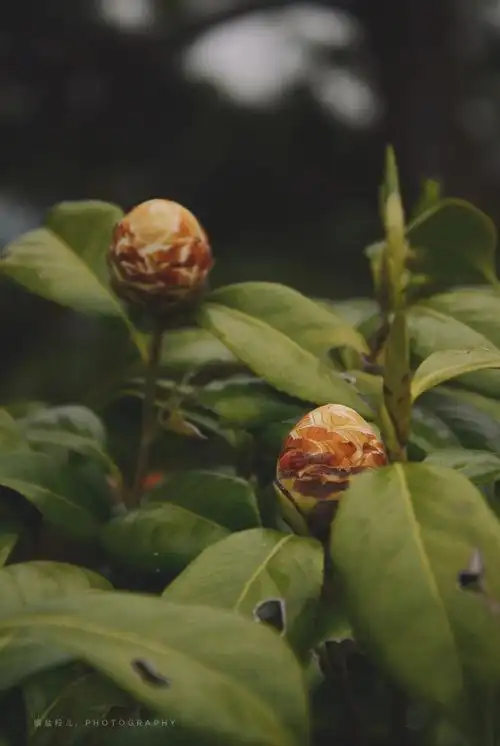 【白色山茶花花苞】 我知道你为.