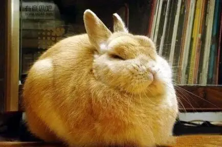 作为一只兔子,你吃成这个样子,你对得起你爹娘吗?