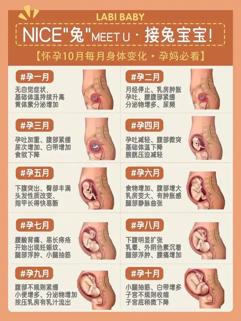 怀孕后每月身体变化.nice"兔"meet u, - 抖音