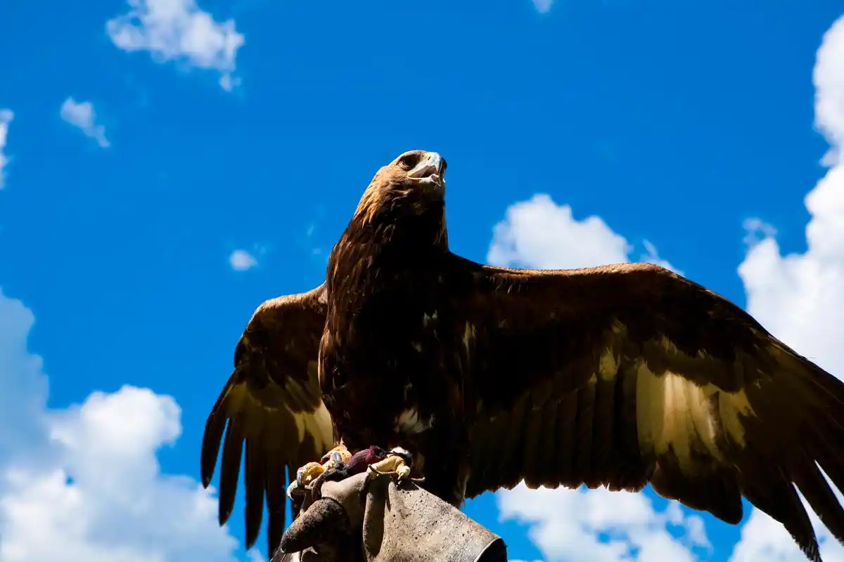雄鹰:天空的霸主,力与美的结合  在晴朗的蓝天下,一只雄鹰展开巨大的