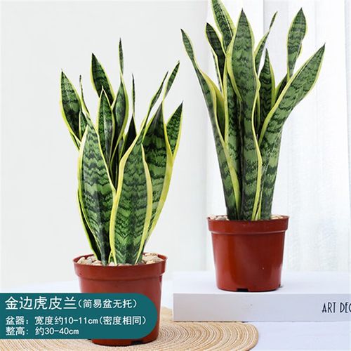 金边虎皮兰盆栽虎尾兰室内客厅办公室净化空气耐旱植物四季好养耐旱好