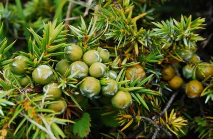 其次,刺柏果还能制成柏君香以及檀香等香料,其可以用作焚香以及驱虫.