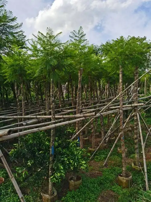 低价供应自家812分蓝花楹袋苗市政货量大价优