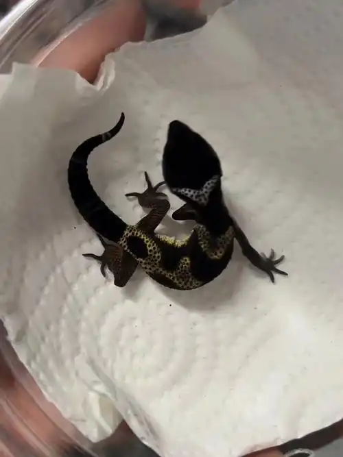 天,总是会亮的.#豹纹守宫