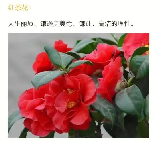 山茶花花语红白粉