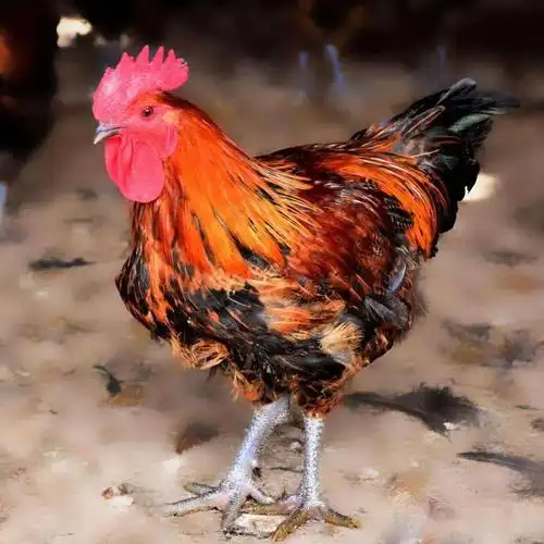 预售 中秋抢先(鲜)品,多味胭脂鸡预定!