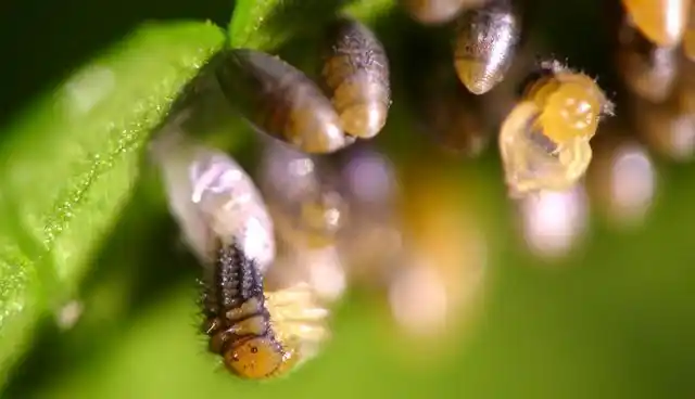 孵化需要脱离卵壳,但这一过程有时并不容易,因为此时幼虫软弱无力