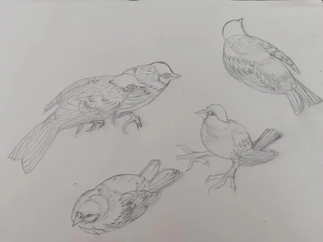 铅笔练习画鸟 - 抖音