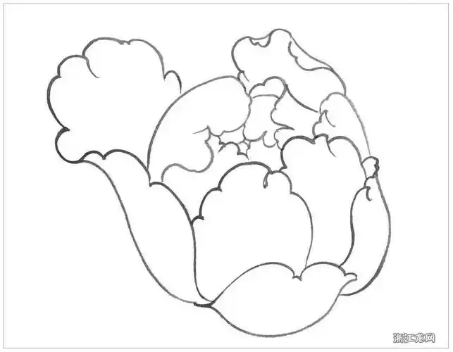 牡丹花白描画法步骤图 白描牡丹