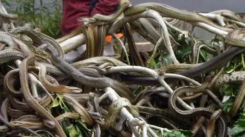 中国的大连蛇岛,生活着上万种毒蛇,为何游客抢着来?