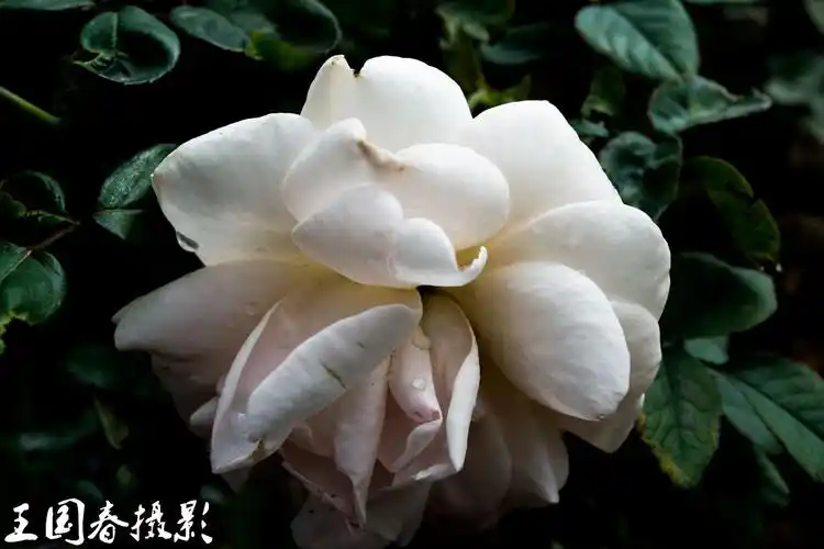 作品分类: 植物 单反品牌: nikon / 尼康 相机型号: d3100 使用镜头