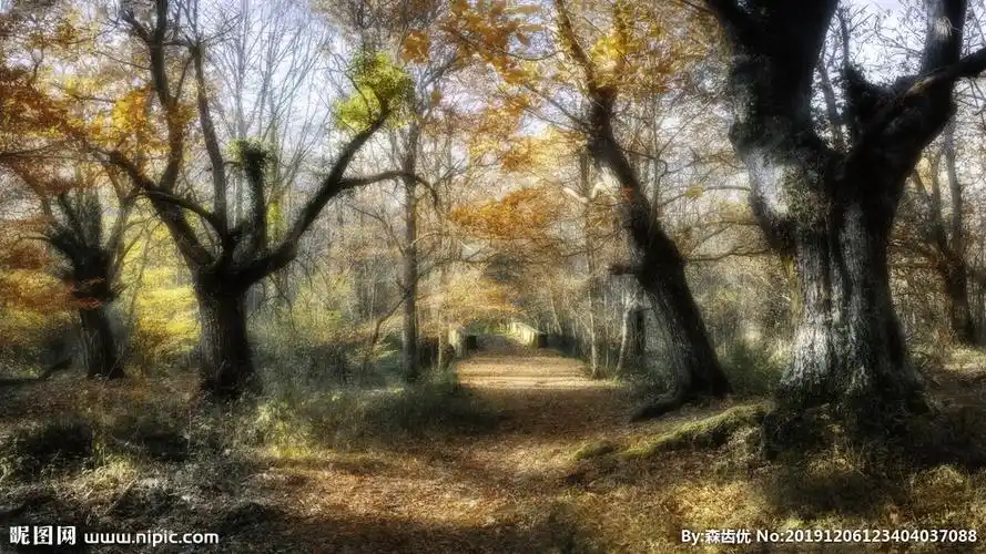 森林小路树木风景野外图片