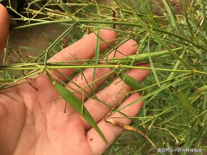 中药材种植发展品种之——药用全草的徐长卿