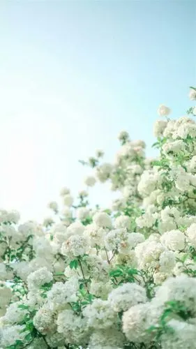 唯美意境,清新,唯美,绣球花,花卉,手机壁纸清新唯美的白色绣球花