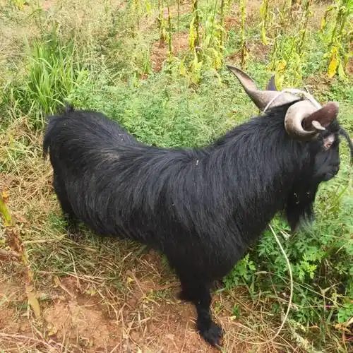 黑山羊云南肉羊肉公羊放养云岭山羊土炮小耳朵羊骚公阉公